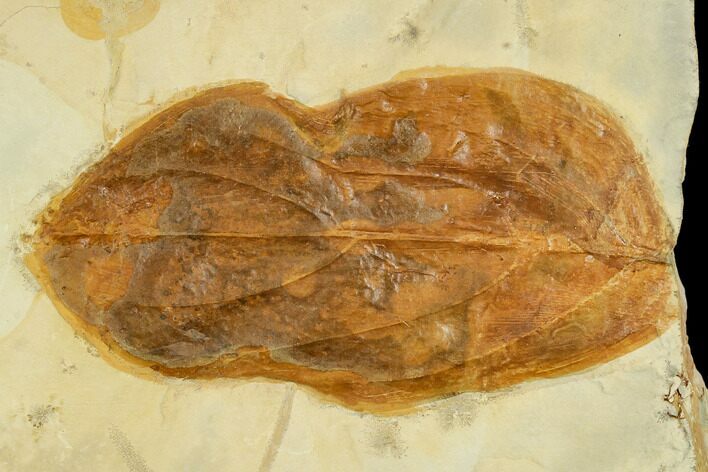 Detailed Fossil Leaf (Cornus) - Montana #113166